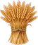 گندم